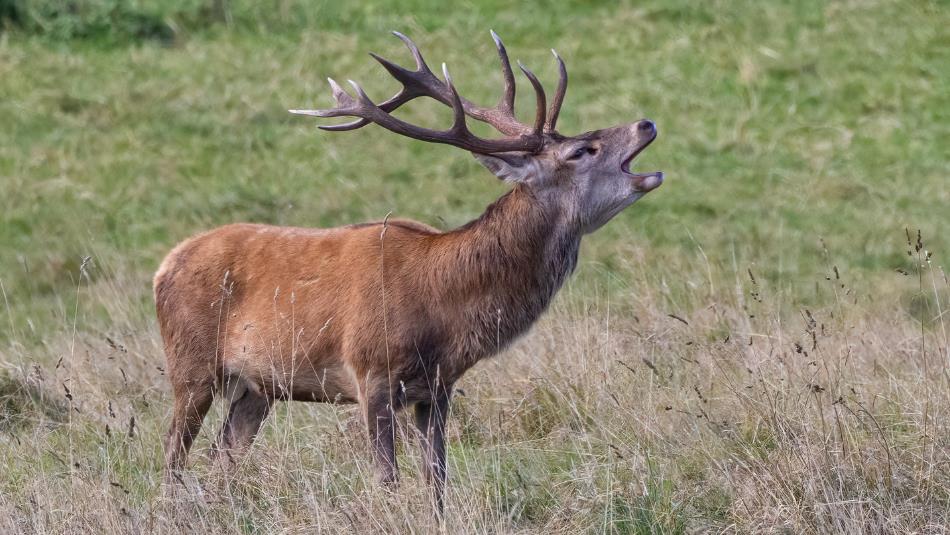 A stag in a field roaring its head