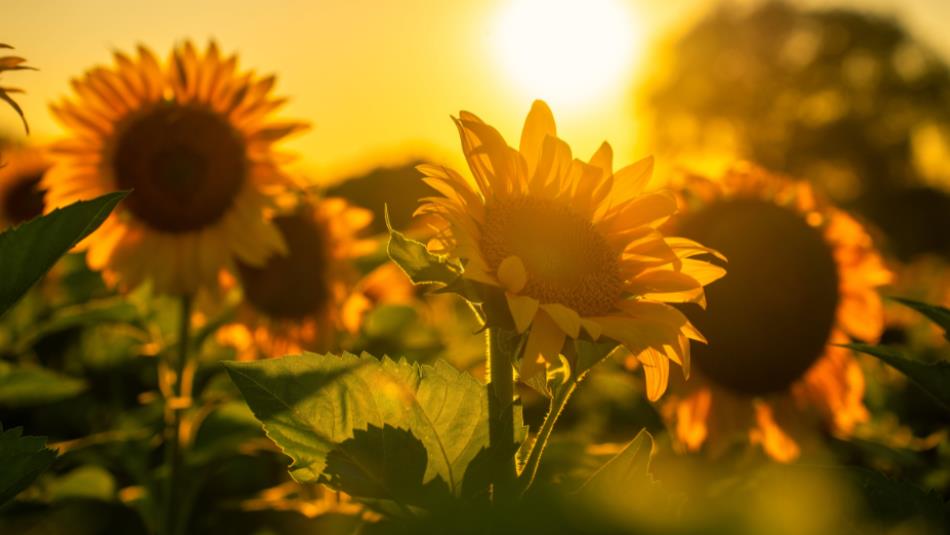 A close up of sunflowers in a field in atmospheric lighting