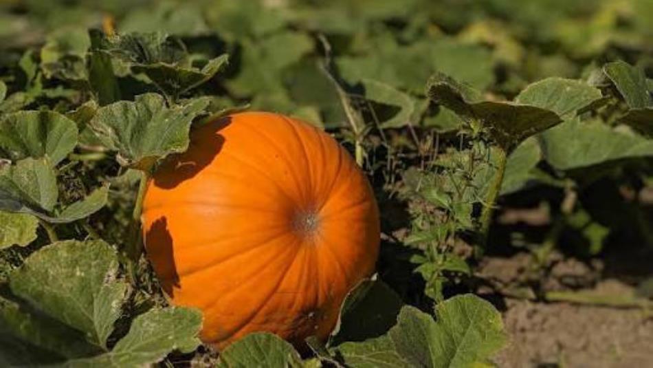 An orange pumpkin sat amongst the green leaves in a field.