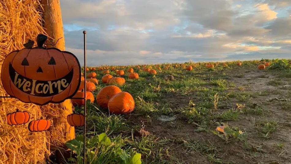 A large pumpkin patch, with a welcome sign in the shape of a pumpkin to the left.