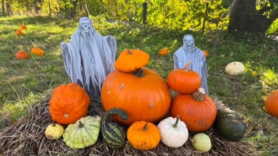 An assortment of different sized pumpkins with ghostly figures behind it.