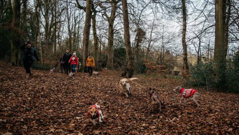 Dogs wearing jumpers running around an autumnal forest.