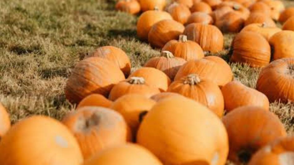 A field of pumpkins
