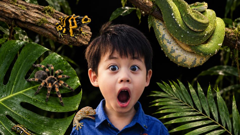 A child in a blue shirt, looking surprised surrounded by tropical plants, snakes, frogs and tarantulas.