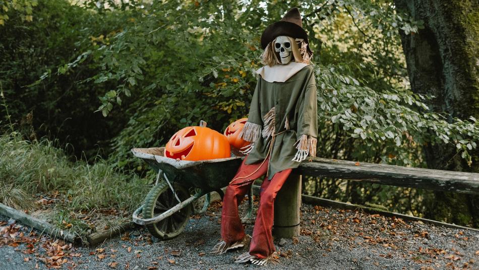 A spooky skeleton wearing medieval clothing propped up in a forest next to a wheel barrow full of carved pumpkins.