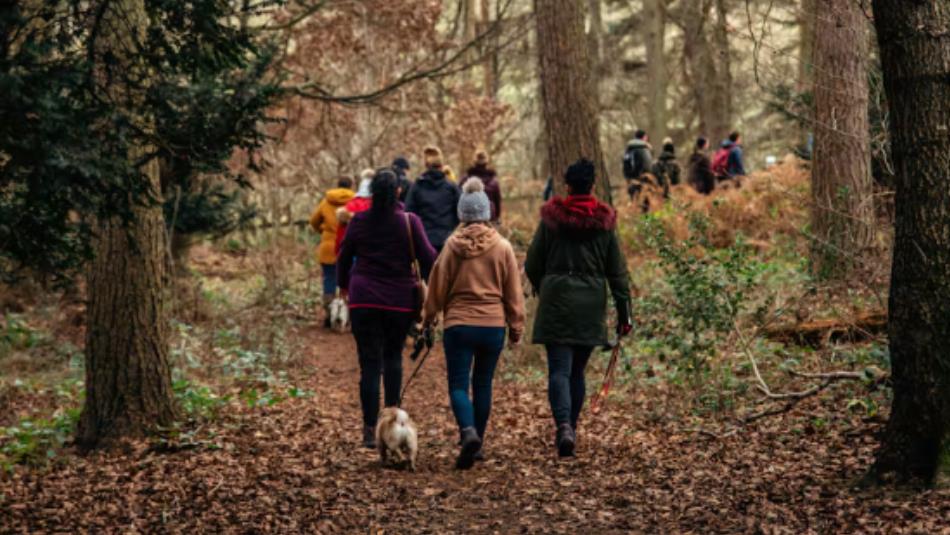 A group of dog walkers, wearing winter clothes, walking through an autumnal forest.