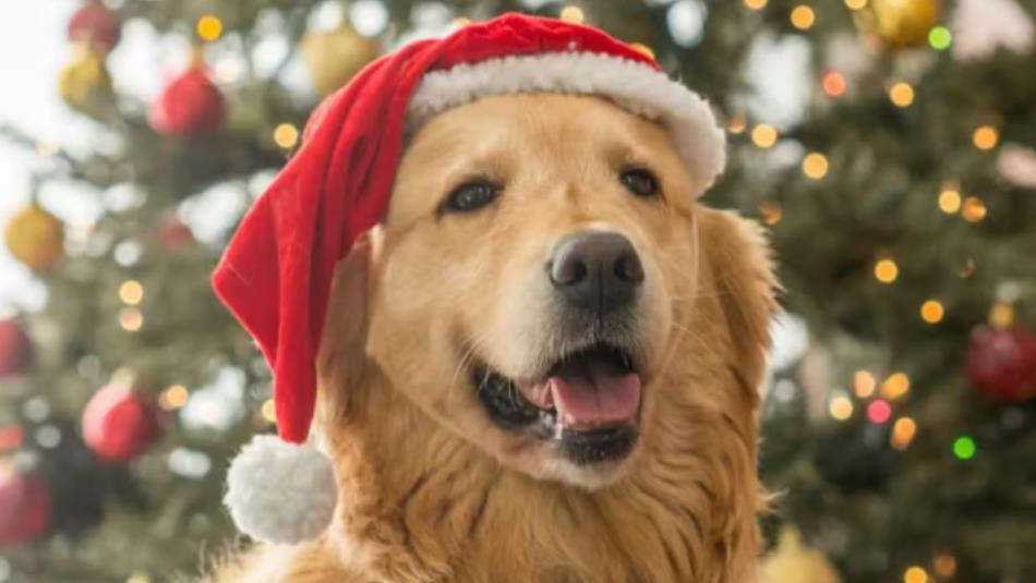 A golden retriever dog wearing a Santa hat in front of a blurred Christmas tree.