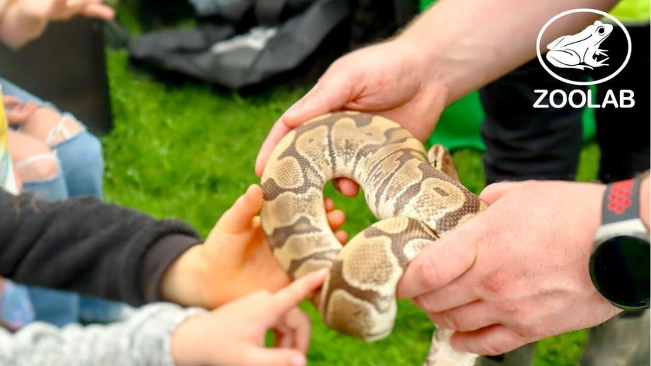 A snake being passed to children by a member staff at the Zoolab