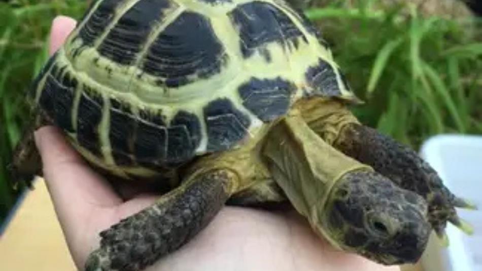 Green tortoise resting on someone's hand