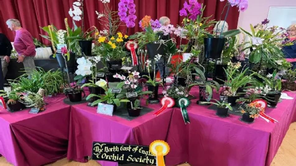 Large pink table holding a large assortment of colourful orchids from the North East of England Orchid Society