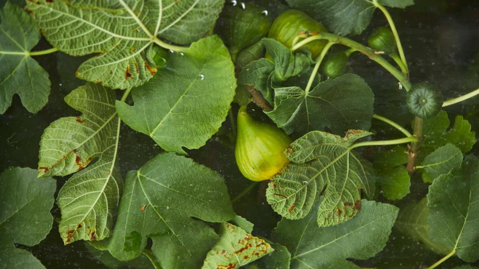 A bush of green leaves and figs