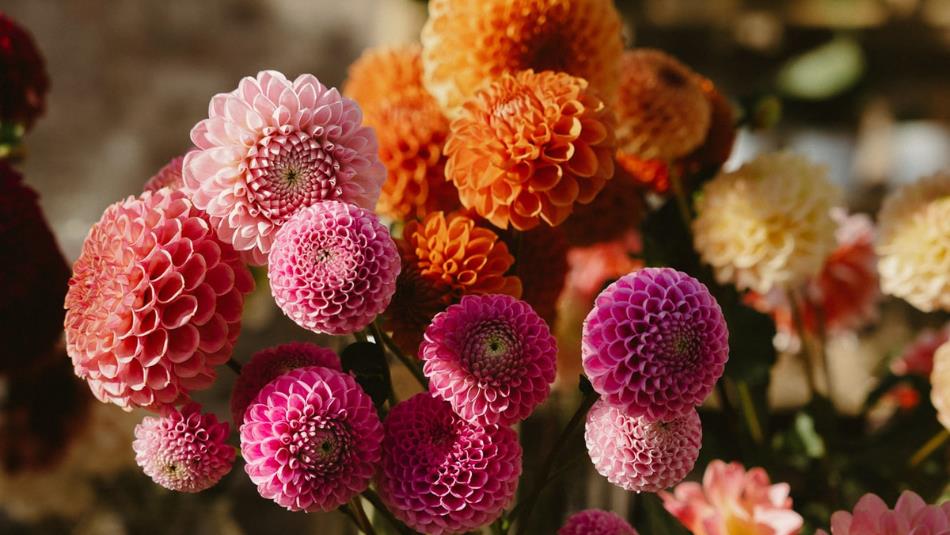 Close-up bouquet of colourful Dehlias