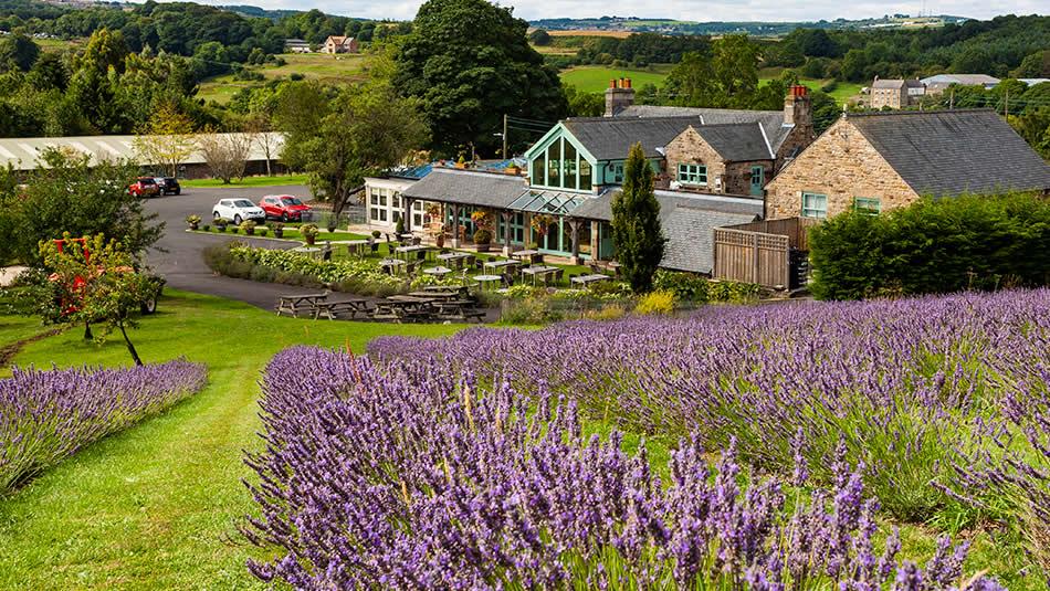 Black Horse Beamish Lavender