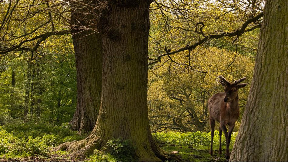 Deer in forest