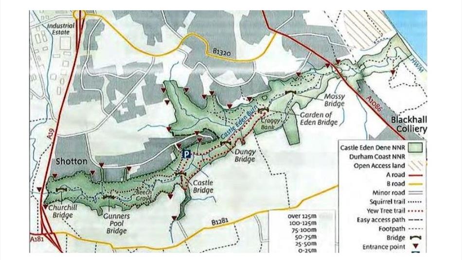 Castle Eden Dene - The Squirrel Walk