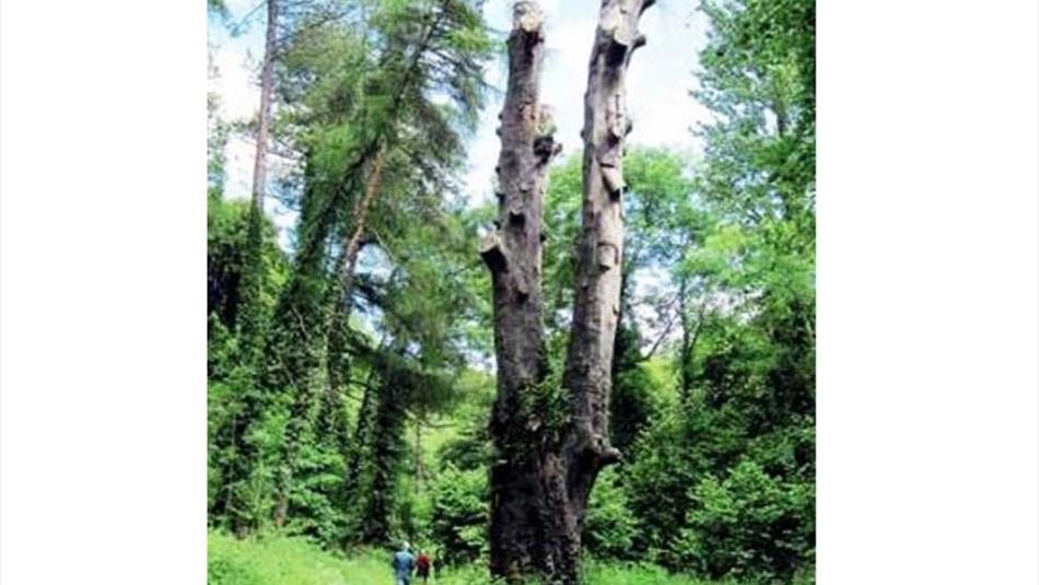 Castle Eden Dene - The Yew Tree Walk