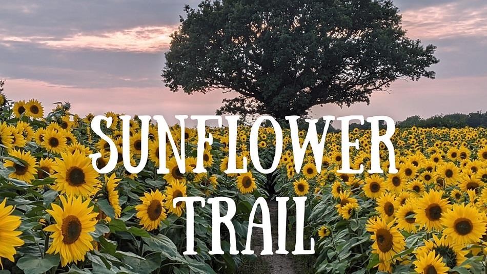 Image of a field of Sunflowers at East Grange Farm.