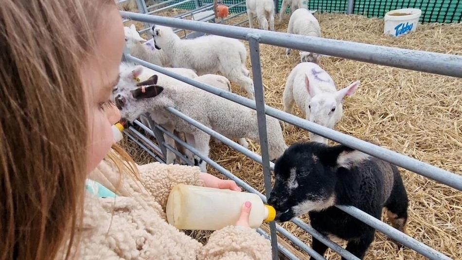 A child bottle feeding a new born lamb