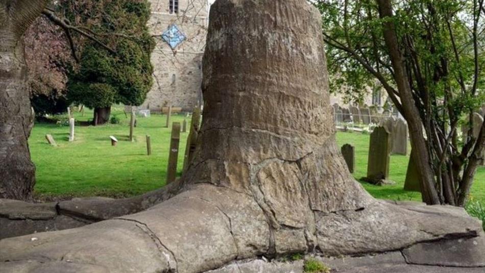 Stanhope Fossil Tree