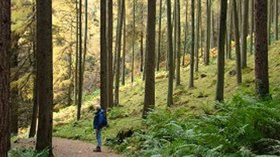 Hamsterley Forest Walk