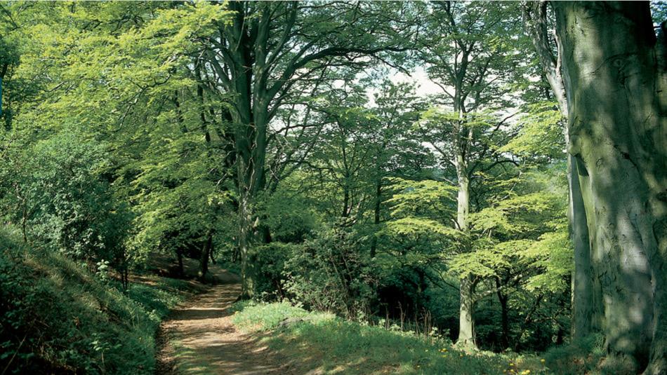 Footpath through Hawthorn Dene