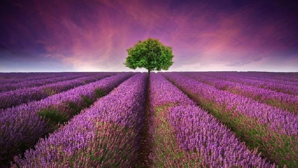 Field of lavender with a tree in distance