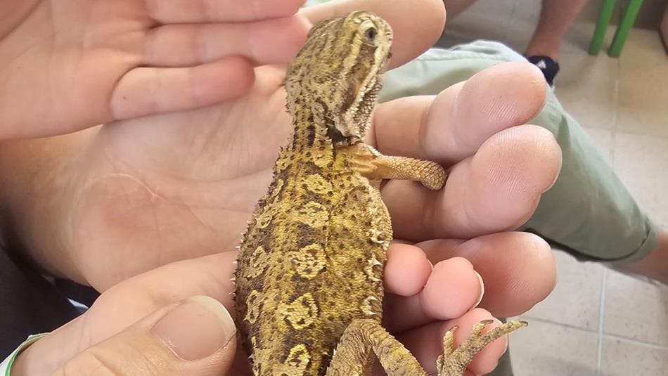 Someone holding a lizard in their hands