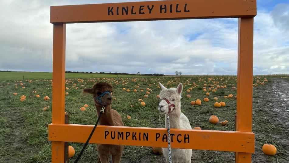 Alpacas at Kinley Hill Pumpkin Patch.