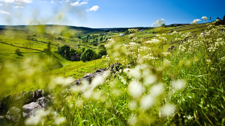 Spring in the North Pennines