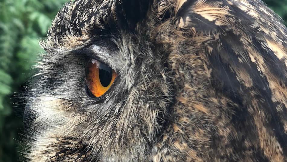 An owl at Potters World