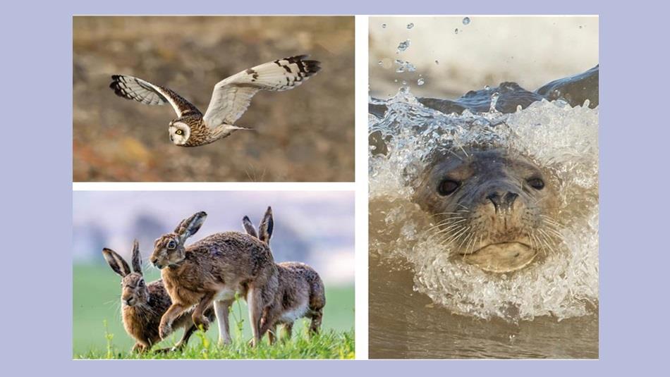 Wildlife photographs from the exhibition