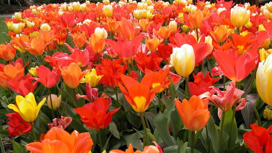 Yellow, red and orange tulips at Durham University Botanic Garden.