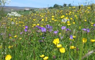 Hay Meadow - Copyright NPAP/Rebecca Barrett