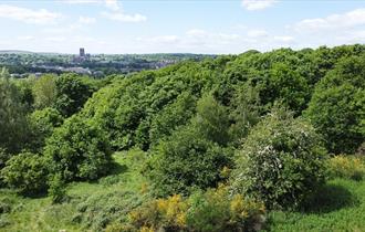 Image of Pelaw Wood overlooking Durham Cathedral in the distance.