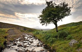 A tree and beck in Weardale