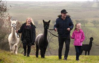 Take a walk with alpacas at Teesdale Alpacas in the Durham Dales