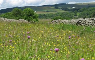 Beautiful flowers in a meadow, with rolling hills in the background.