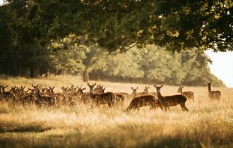 Deer Park - a group of deer gathering under a tree