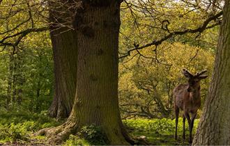 Deer in forest