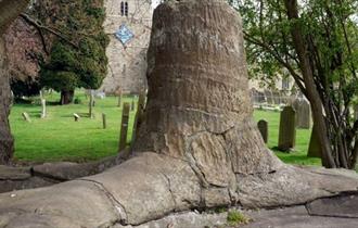 Stanhope Fossil Tree