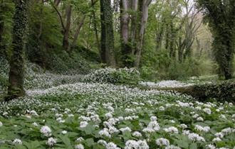 Hesleden Dene woodland walk with woodland flowers