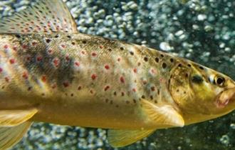 Balderhead Reservoir Trout Fishery