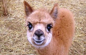 Cuddle the Alpacas at Hall Hill Farm