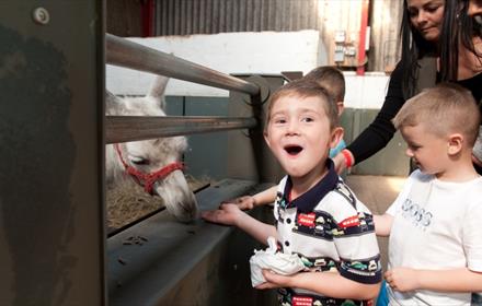 Feed the llamas at Adventure Valley