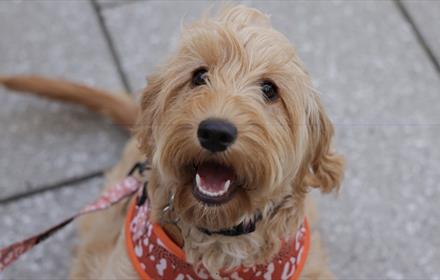 Dalton Park Strut your Pup dog walk event