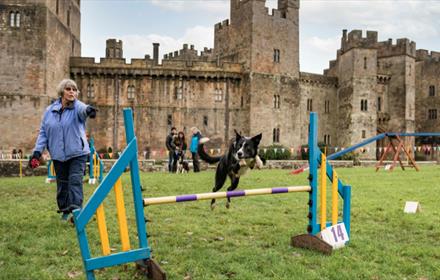 Black dog jumping over an agility jump at bark in the park event at Raby Castle.