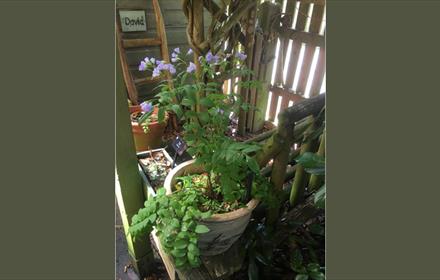 Plant with purple flowers in a pot container