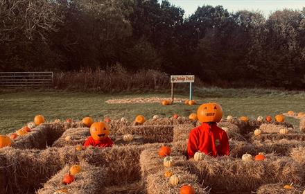 Pumpkin Patch at Holmside Park, shows pumpkins in haybales.