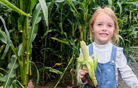 A child holding some corn in the maze