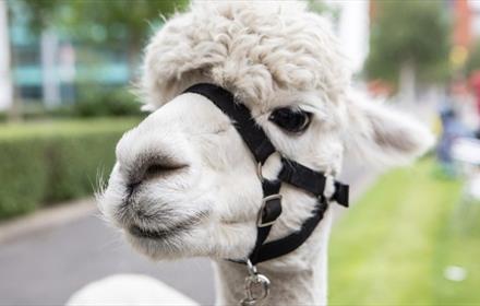 A white Alpaca